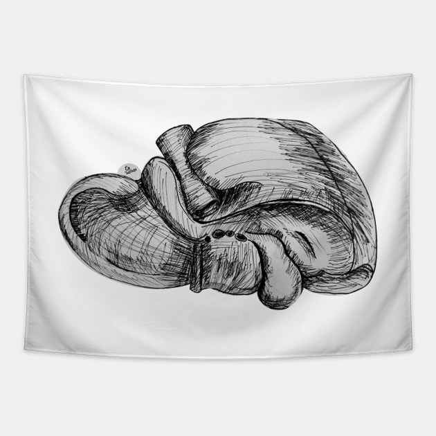 Liver Pen and Ink Illustration Tapestry by emadamsinc