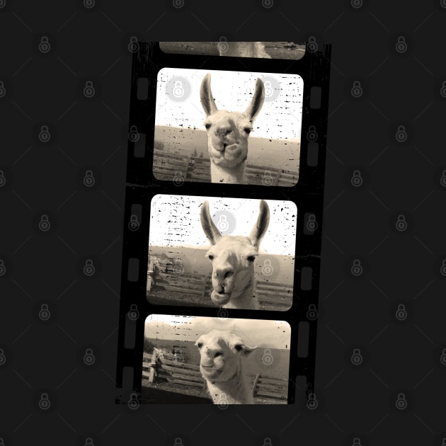 Funny vintage Love llama alpaca photo by BurunduXX-Factory