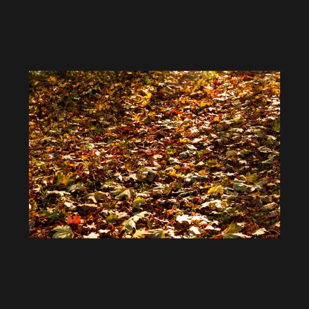 Autumn Leaves Fallen On To Forest Surface by textural