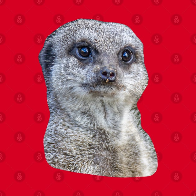 Who you looking at! Meerkat by dalyndigaital2@gmail.com