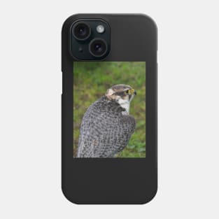 Peregrine falcon Phone Case