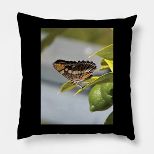 California Sister Butterfly Resting On A Lemon Tree Pillow