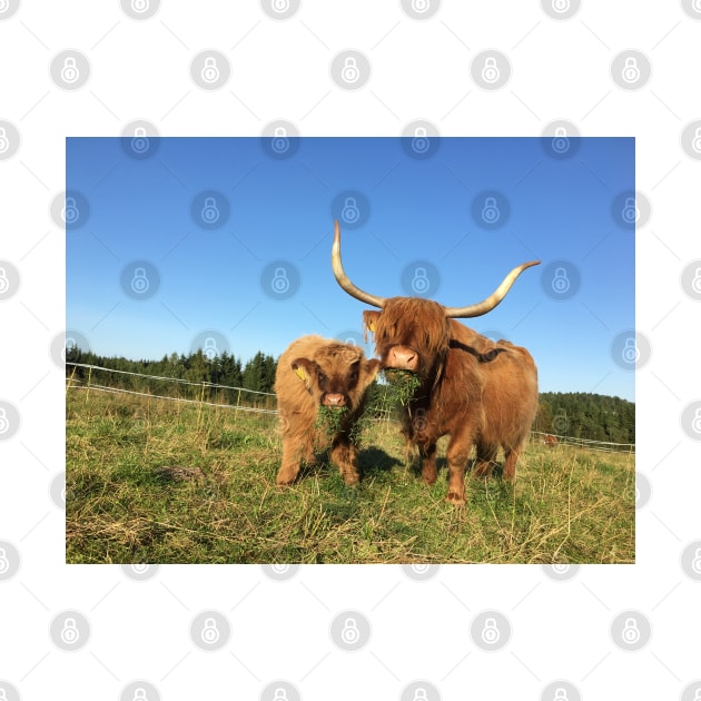 Scottish Highland Cattle Cow and Calf 1529 by SaarelaHighland