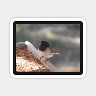 Dark-eyed junco, Wild Birds, Wildlife, Nature Magnet