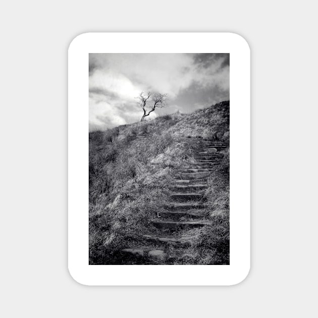 Steps Magnet by rosedew