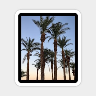 Palm Trees Magnet