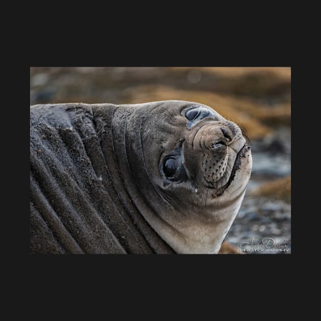 Elephant Seal by lordveritas