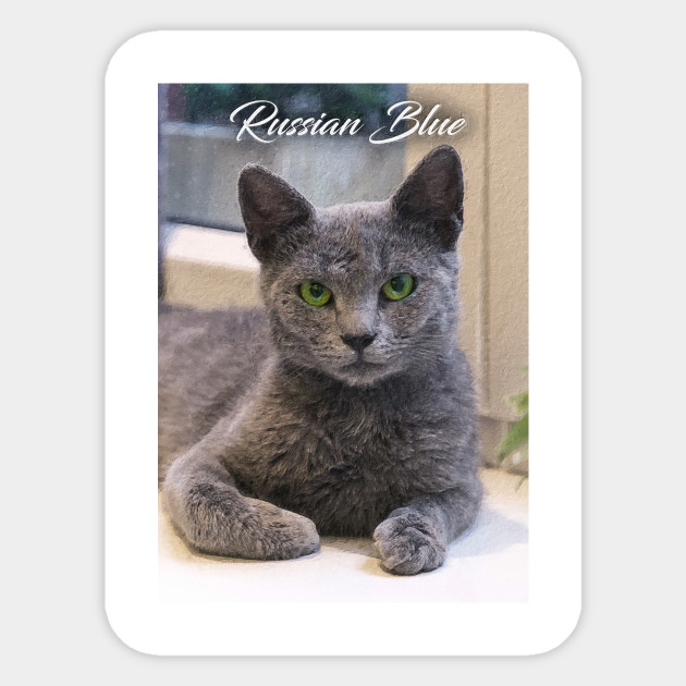 Russian Blue Cat Russian Blue Cat Sticker Teepublic Uk