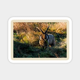 Rare breed sheep in pasture Magnet