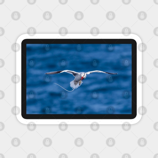 Tropic Bird Magnet by Withns