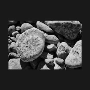 Fossils in Black and White T-Shirt