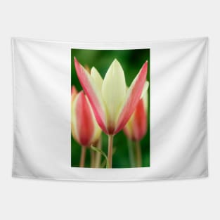 Tulipa clusiana  'Cynthia'  AGM  Lady tulip  Miscellaneous tulip Tapestry