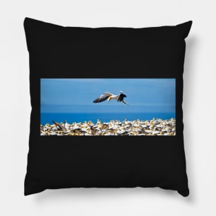 gannet flying over colony, Pillow