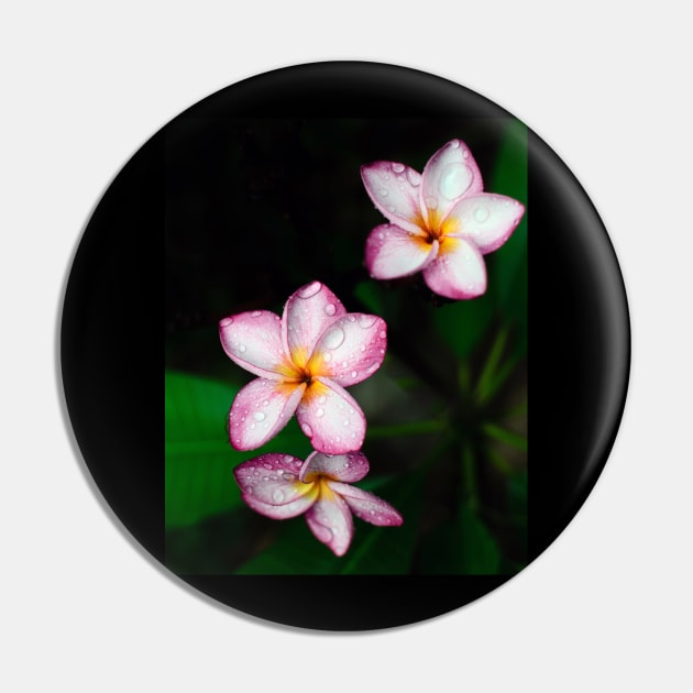 plumeria-flowers-frangipani-floral-white-pink-blossoms-shirtyshirto-34 Pin by Shirty.Shirto