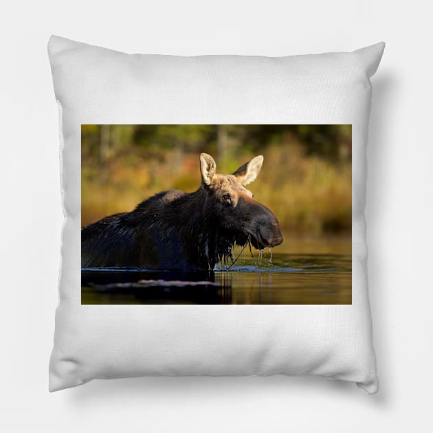 Swimming with Moose - Algonquin Park, Canada Pillow by Jim Cumming