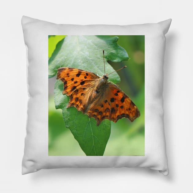 Comma butterfly Pillow by pinkal