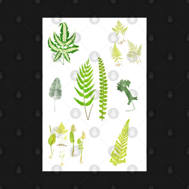 Fern Varieties by gumbogirlonline