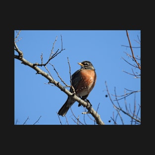 American Robin, Wild birds, Wildlife Gifts T-Shirt