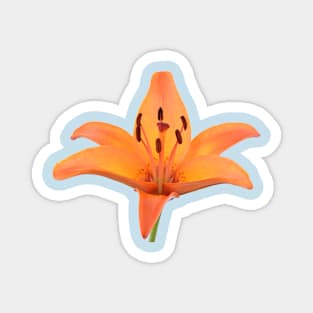 Lilium  &#39;Orange Pixie&#39;  Dwarf Asiatic lily Magnet