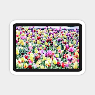 Tulips Magnet