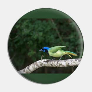 Green Jay Out On A Limb Pin