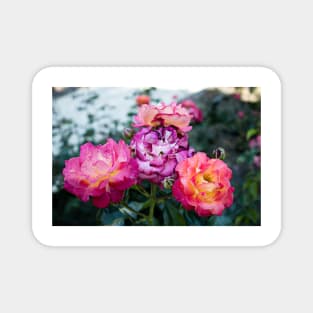 Neon Pink Roses 1 Magnet