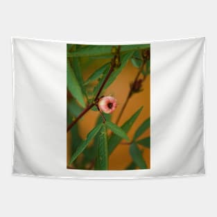 blla bloom in fruiting Tapestry