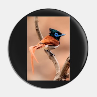 Paradise Flycatcher, South Africa Pin