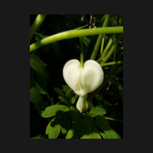 solitary white bleeding heart macro by DlmtleArt