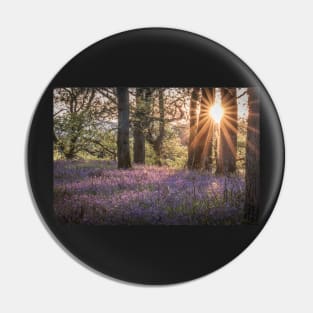 'Sunset Bluebells', Kinclaven Woods, Perthshire. Pin