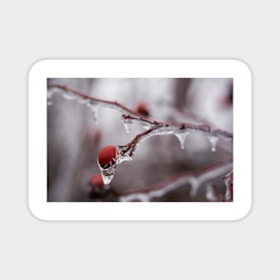 Frozen briar berries Magnet