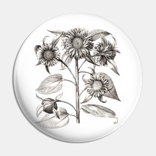 Sunflower Black and White Vintage Illustration Pin