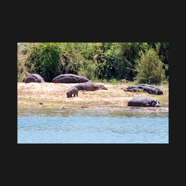 Hippo Family in Kruger National Park - South Africa by holgermader