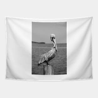 Brown Pelican in black and white Tapestry