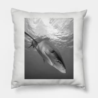 Inquisitive White Tip Shark Pillow