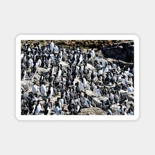 Guillemot colony on the Farne Islands - Northumberland, UK Magnet