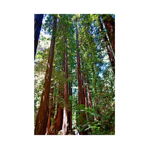 Muir Woods Study 16 by bobmeyers