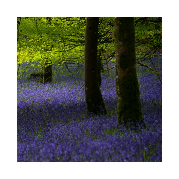 Bluebells in Knockmany Forest by Aidymcg