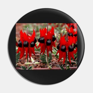 Sturt's Desert Pea Pin