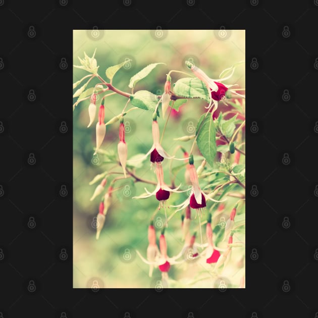 Beautiful Fuchsia Flowers by InspiraImage