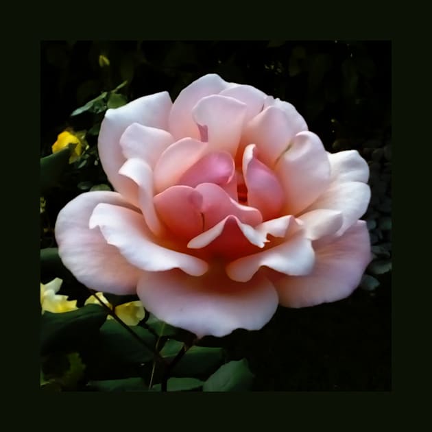 Pale Pink Rose Flower Close-up by oknoki