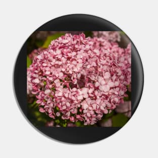 Beautiful Pink Hydrangea Flower Closeup. Pin