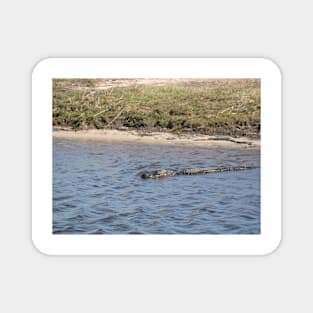 Alligator Swimming in the Water Magnet