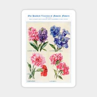 Flower watercolor illustration (1915) Magnet