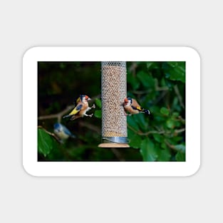 Squabbling Goldfinches Magnet