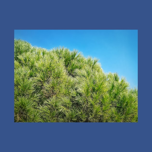 green pine branches by psychoshadow