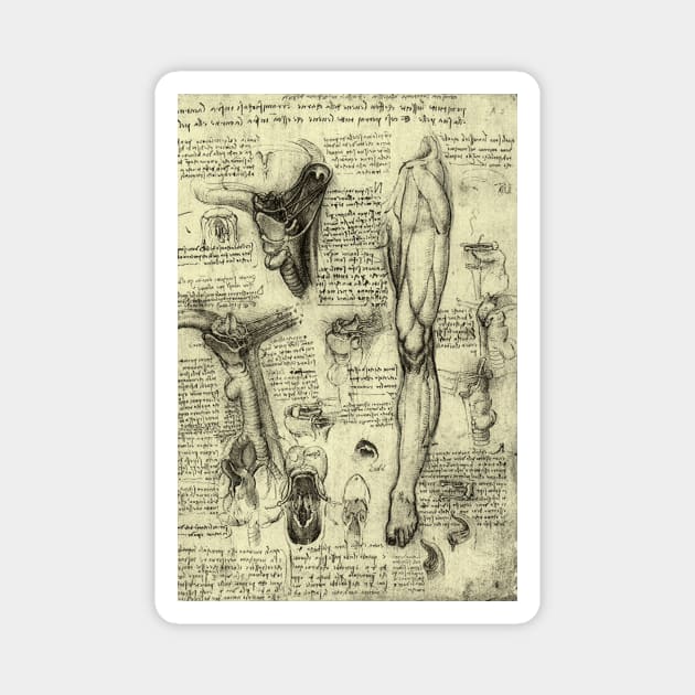 Human Anatomy Leg and Larynx by Leonardo da Vinci Magnet by MasterpieceCafe