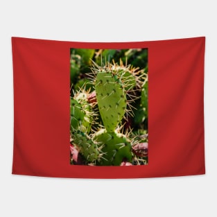 Opuntia Tapestry