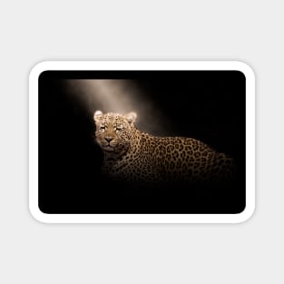 Leopard Panther Wild Animal Safari Jungle Africa World Earth Magnet