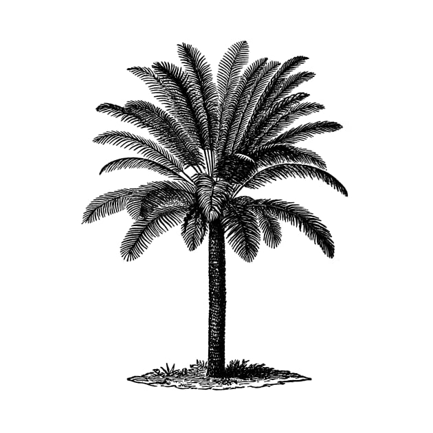 Vintage Palm Tree by Vintage Sketches